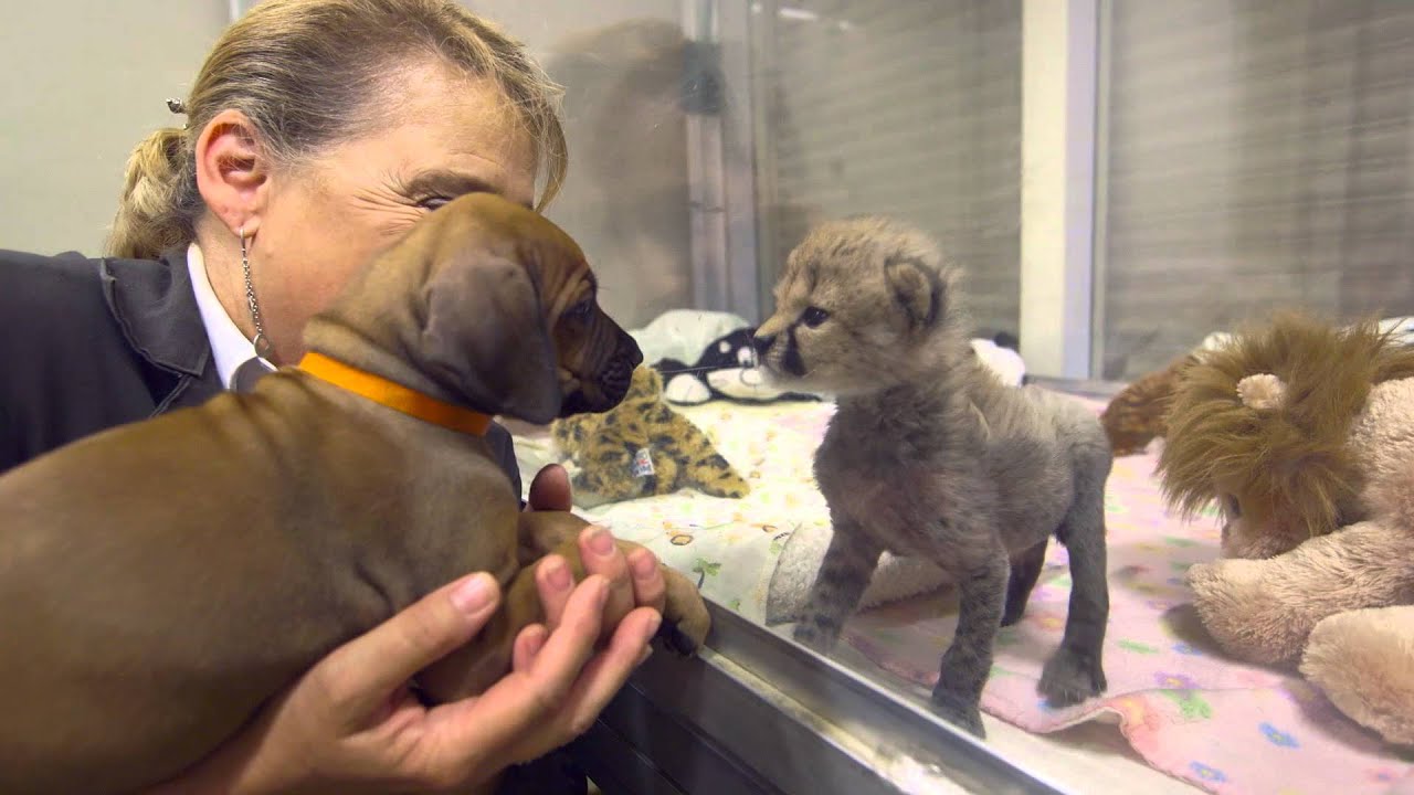 The Story of Cheetah Cub Ruuxa & Puppy Pal Raina