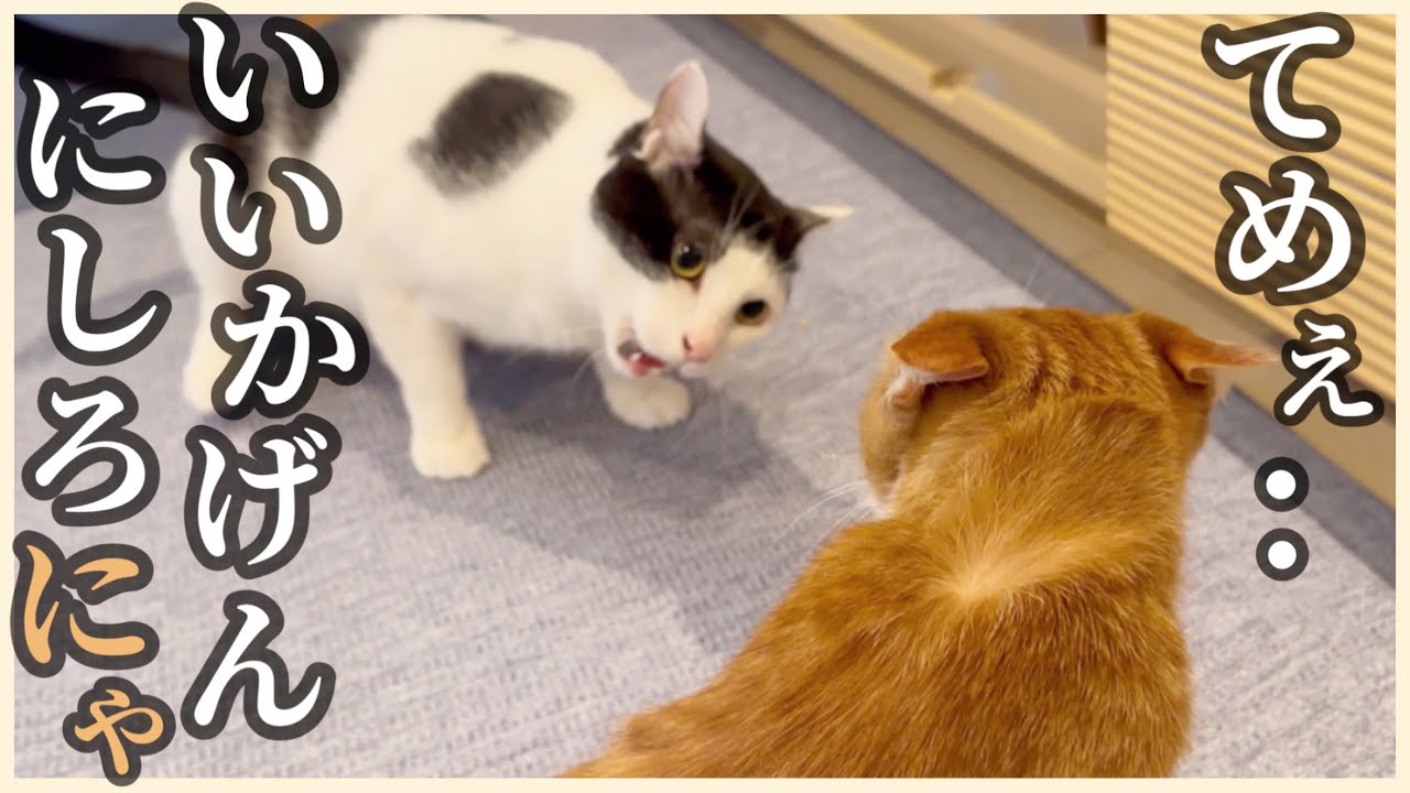 【ブチギレ】ねぐちゃん遊んでほしくてウルンにちょっかい出してたらついにウルンが…