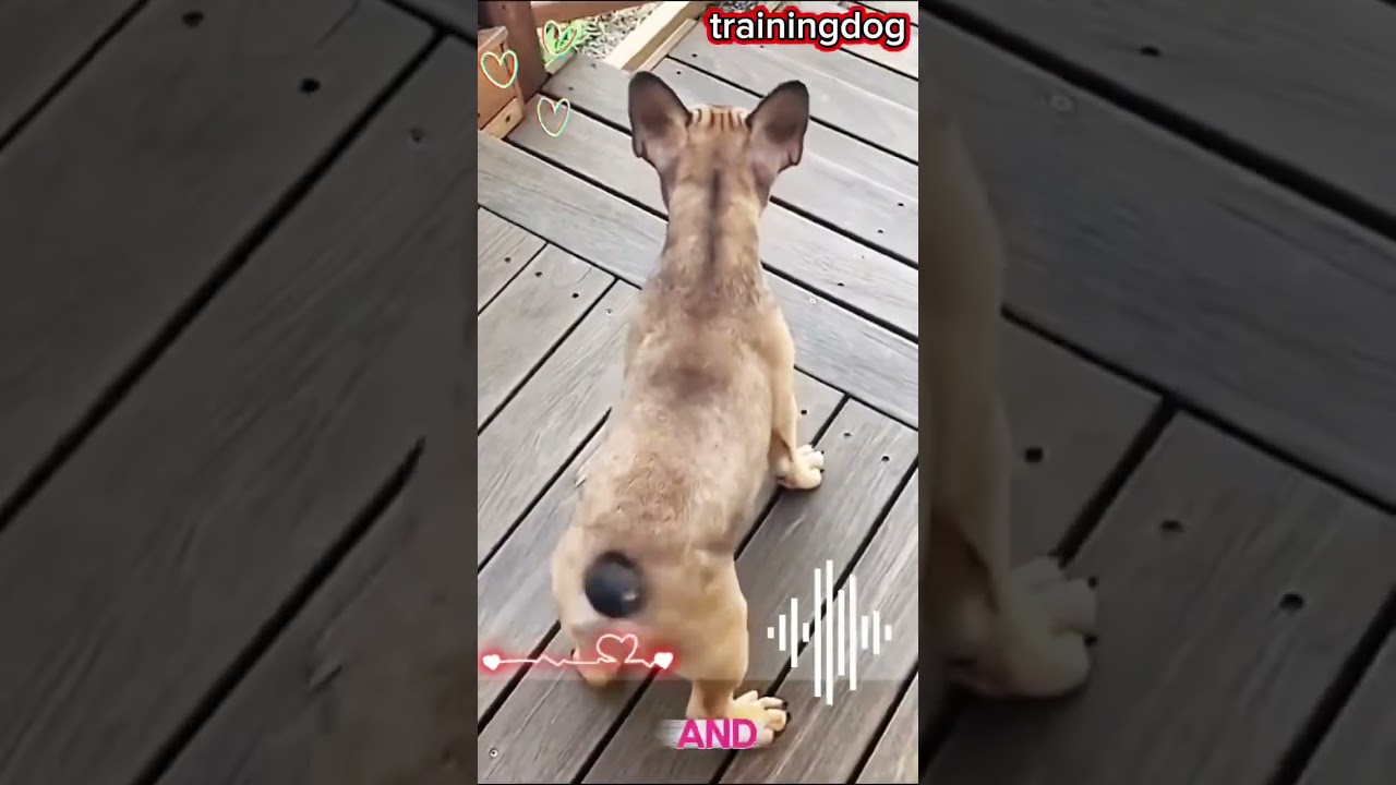 cute dog 🥰