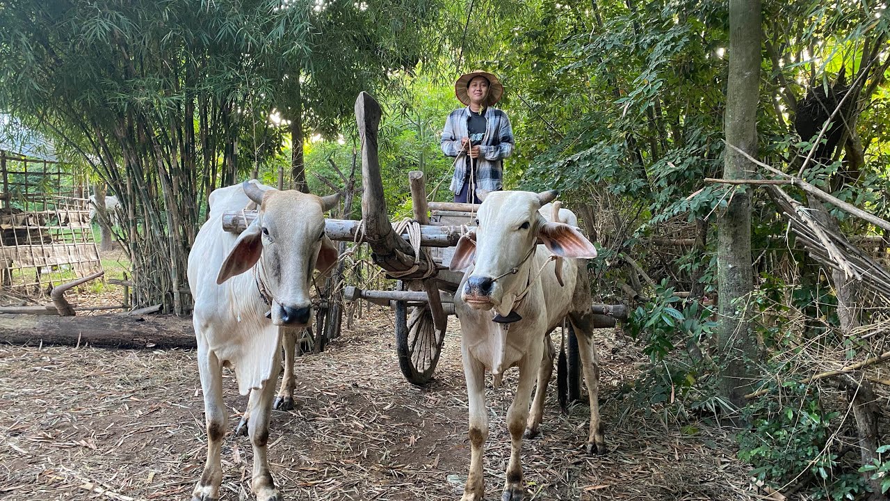 Wake up early in the morning, take a bullock cart to the fields behind the and Harvests green beans.