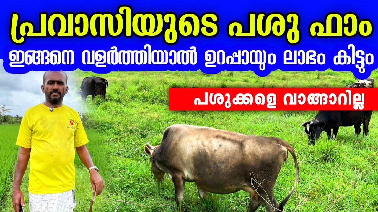 പശു വളർത്തൽ ലാഭമാക്കാൻ ഇദ്ദേഹം ഇവിടെ ചെയ്യുന്ന കാര്യങ്ങൾ കണ്ടോ | dairy farming business malayalam 