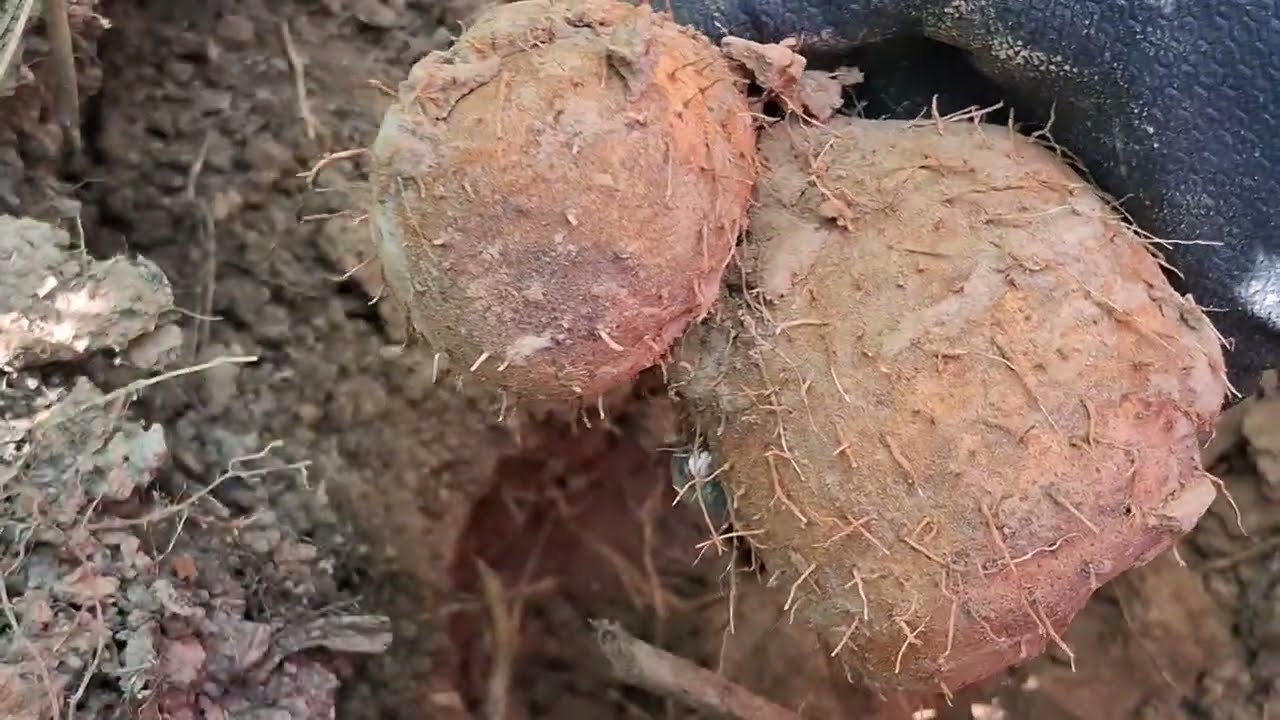 ขุดมันแซงป่า