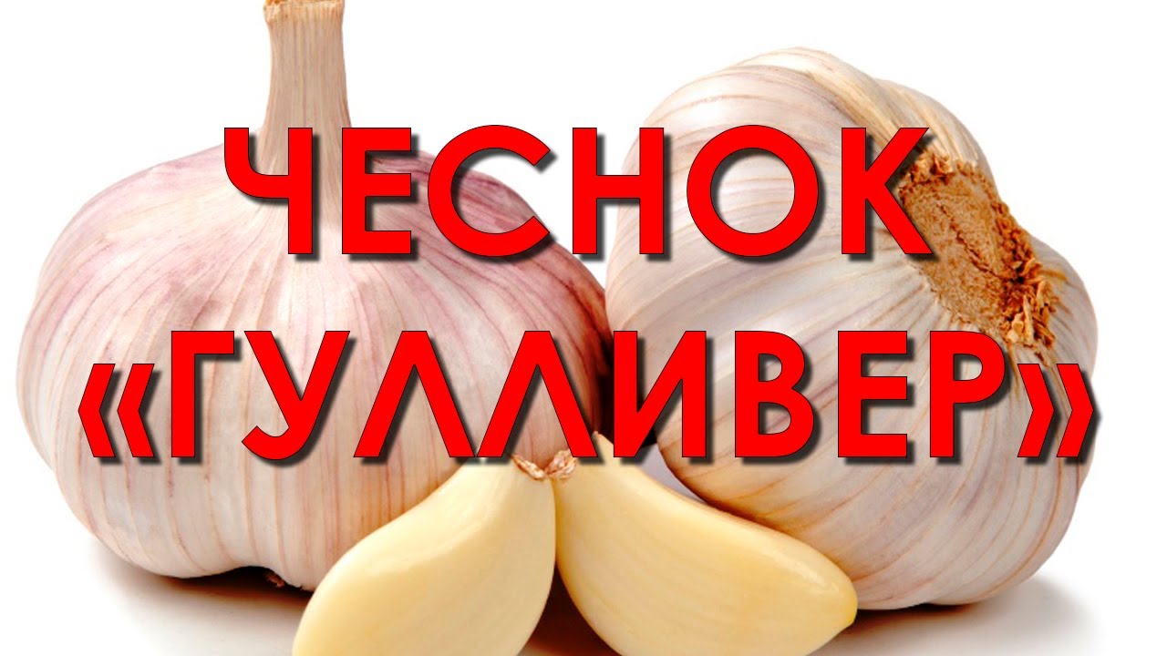 Обзор сорта чеснока 