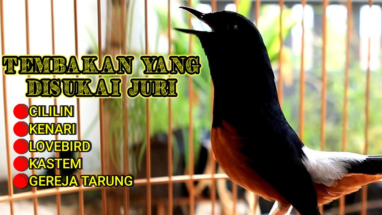 MURAI BATU GACOR ISIAN CILILIN KENARI KAPASTEMBAK PANJANG