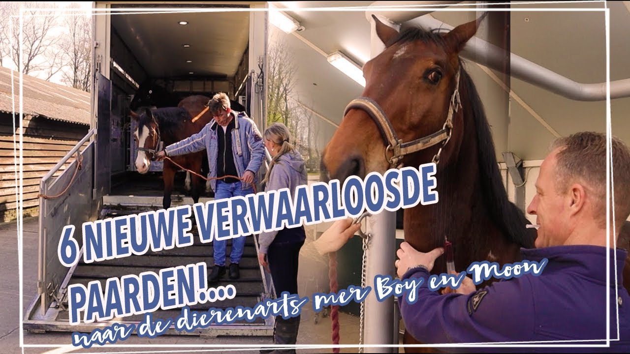 De LAATSTE paarden uit de SCHUUR in BRABANT! + WAT heeft BOY? || Paardzoektbaas