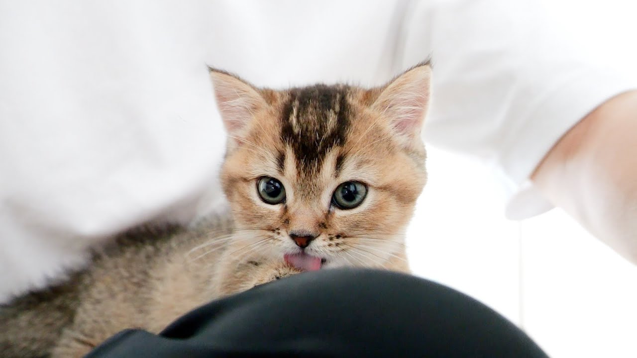 Kitten Kiki is definitely trying to do something bad