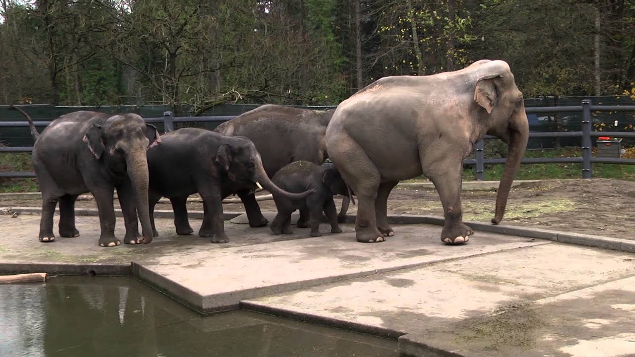 Baby elephant Lily meets her dad
