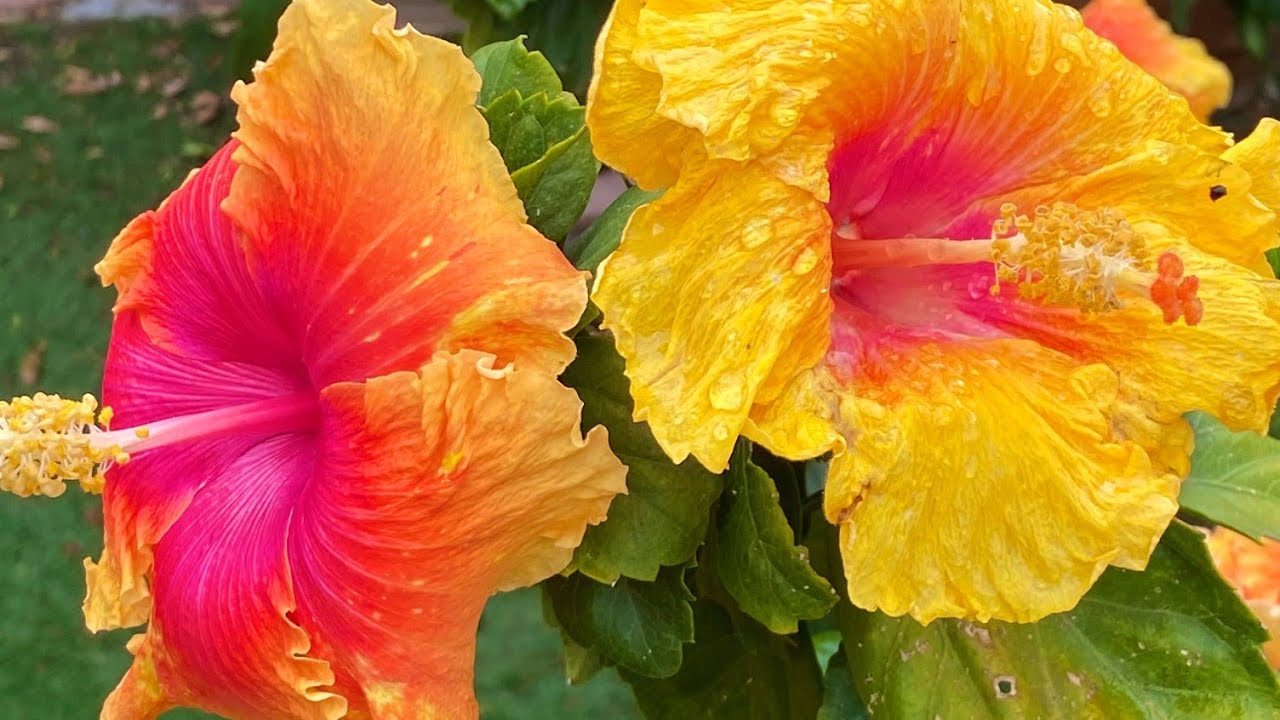 Informações sobre o hibisco (Hibiscus rosa-sinensis) 🌺