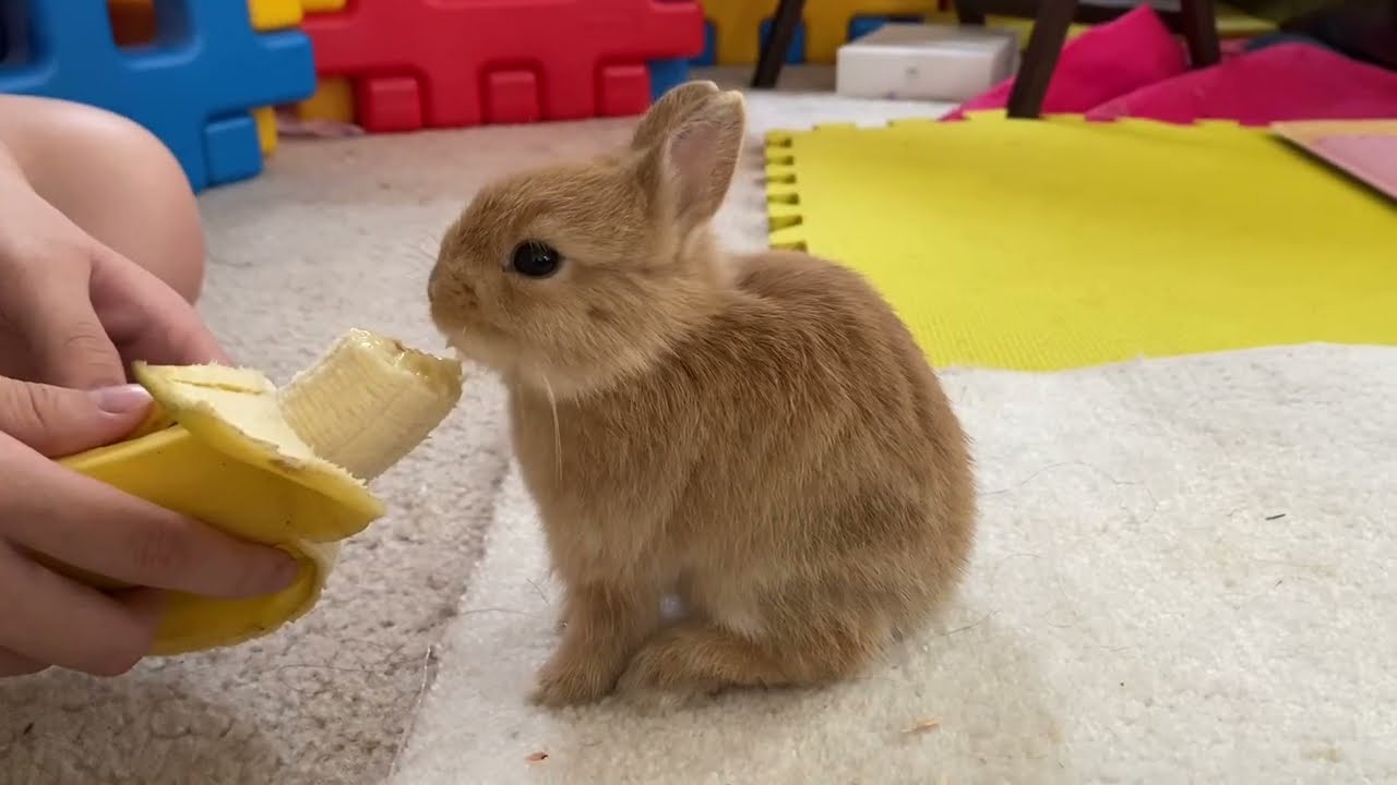 Baby Bunny Rabbit Eats Banana for The First Time
