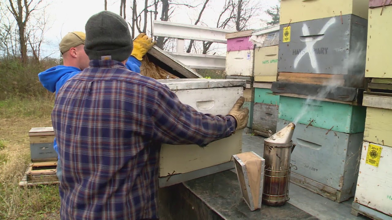 Maryland Farm & Harvest: Bee Health Mack