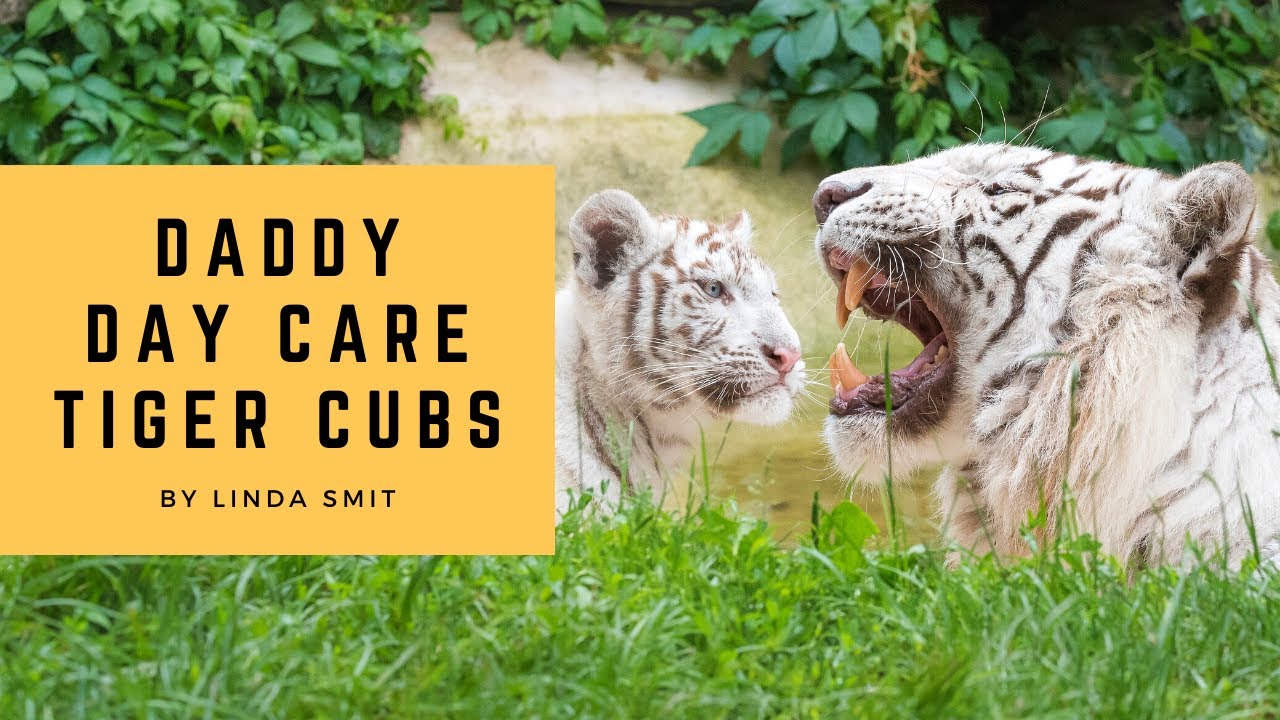 Daddy Day Care for the tiger cubs. Are male tigers good dads?