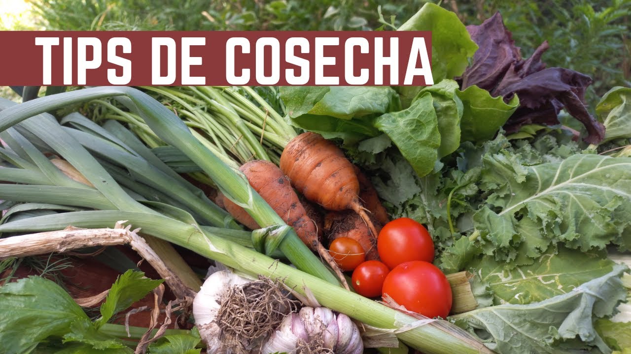 TIPS DE COSECHA - Como y Cuando Cosechar Ajos, Kale, Zanahoria, Tomate, Akusay, Puerro y muchos más