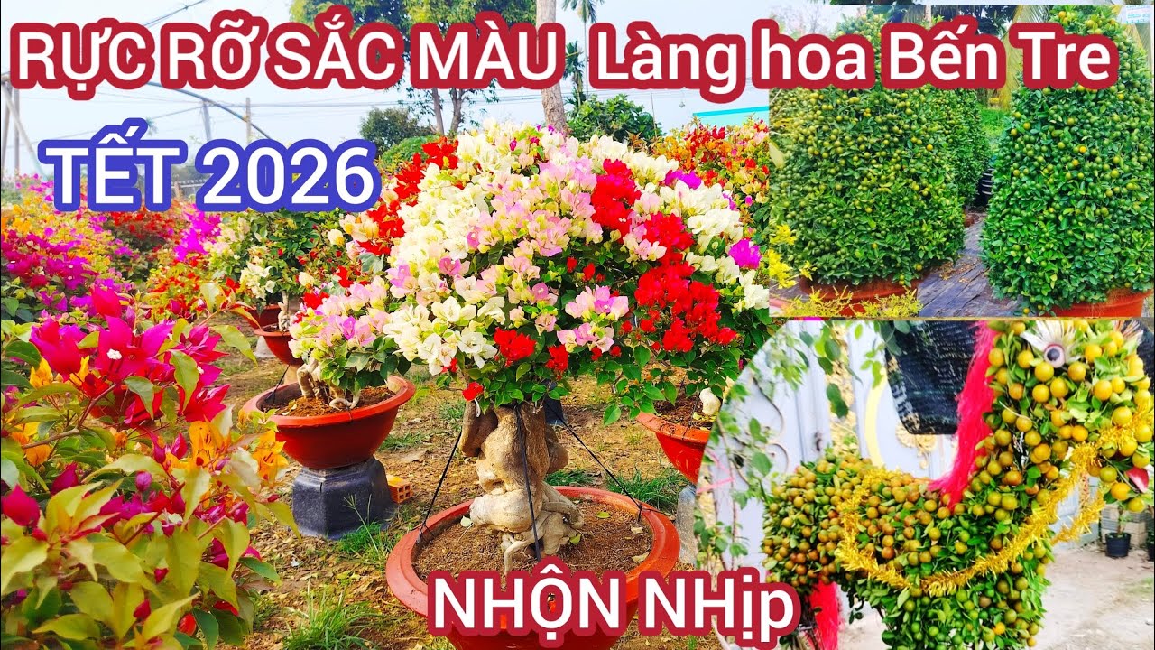 Rực rỡ sắc màu làng hoa Bến Tre nhộn nhịp tết 2026  cánh đồng hoa đủ loai hoa giấy 