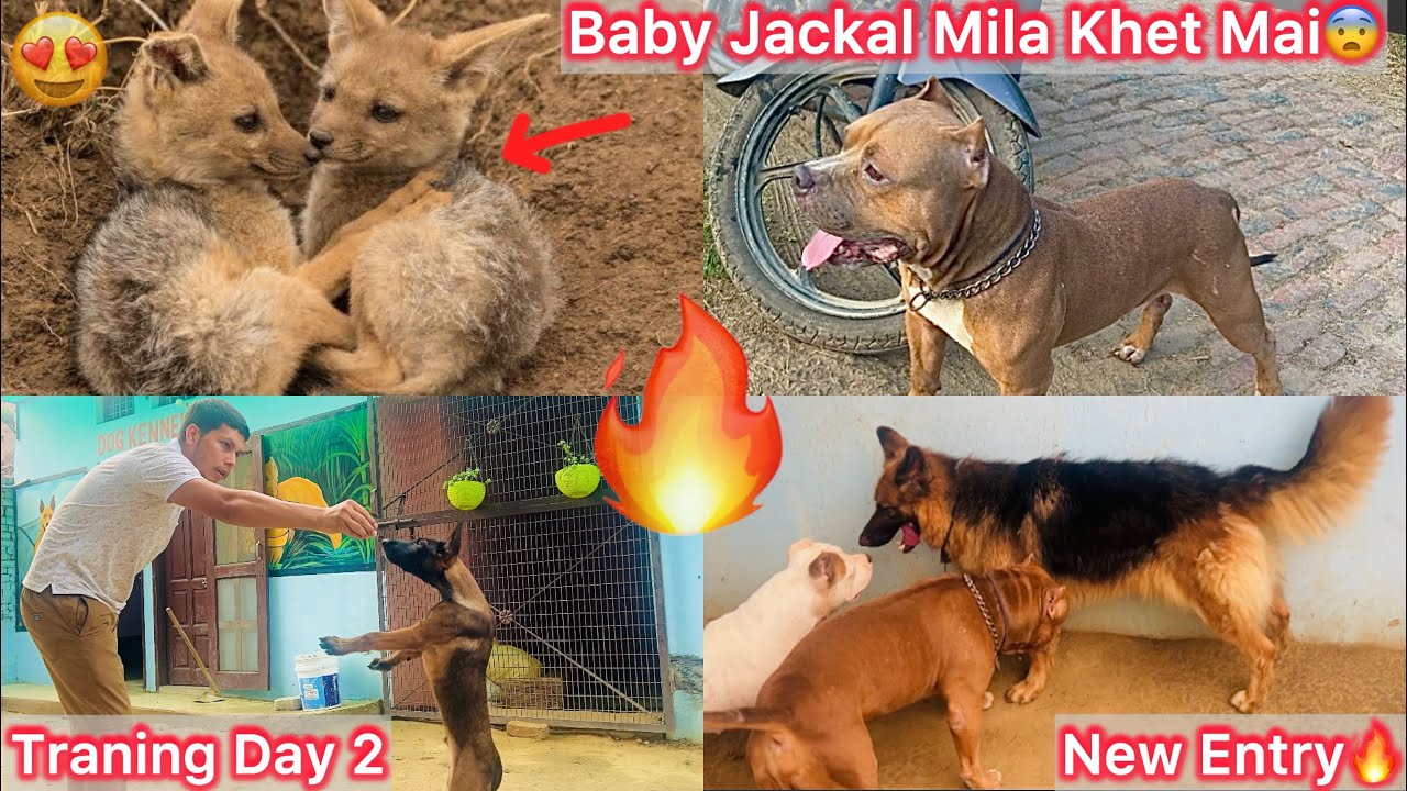 Jackal K Bacha Mil Gye Kheto Mai😍Same Dogs Puppy Jaisa Hai🐶|| Chintu Ki Jump Training Karvai🔥