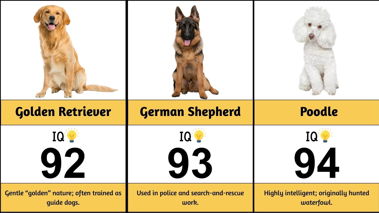 Dog Breeds Ranked by IQ: Who’s the Smartest? 🐶