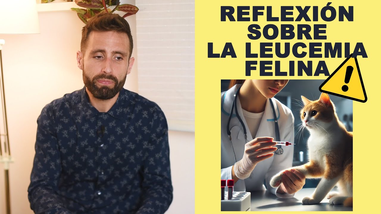 ¿Cómo gestionar un hogar donde viven varios gatos y uno tiene leucemia felina? | Reflexión
