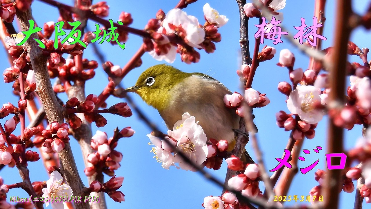大阪城　梅林　メジロ（２０２５年３月７日）静止画