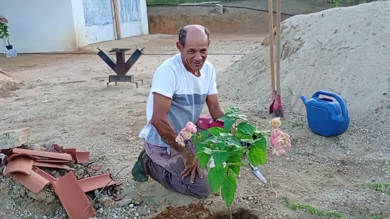 VAMOS FAZER UMA COLHEITA DE MARACUJÁ E PLANTAR AS FLORES 
