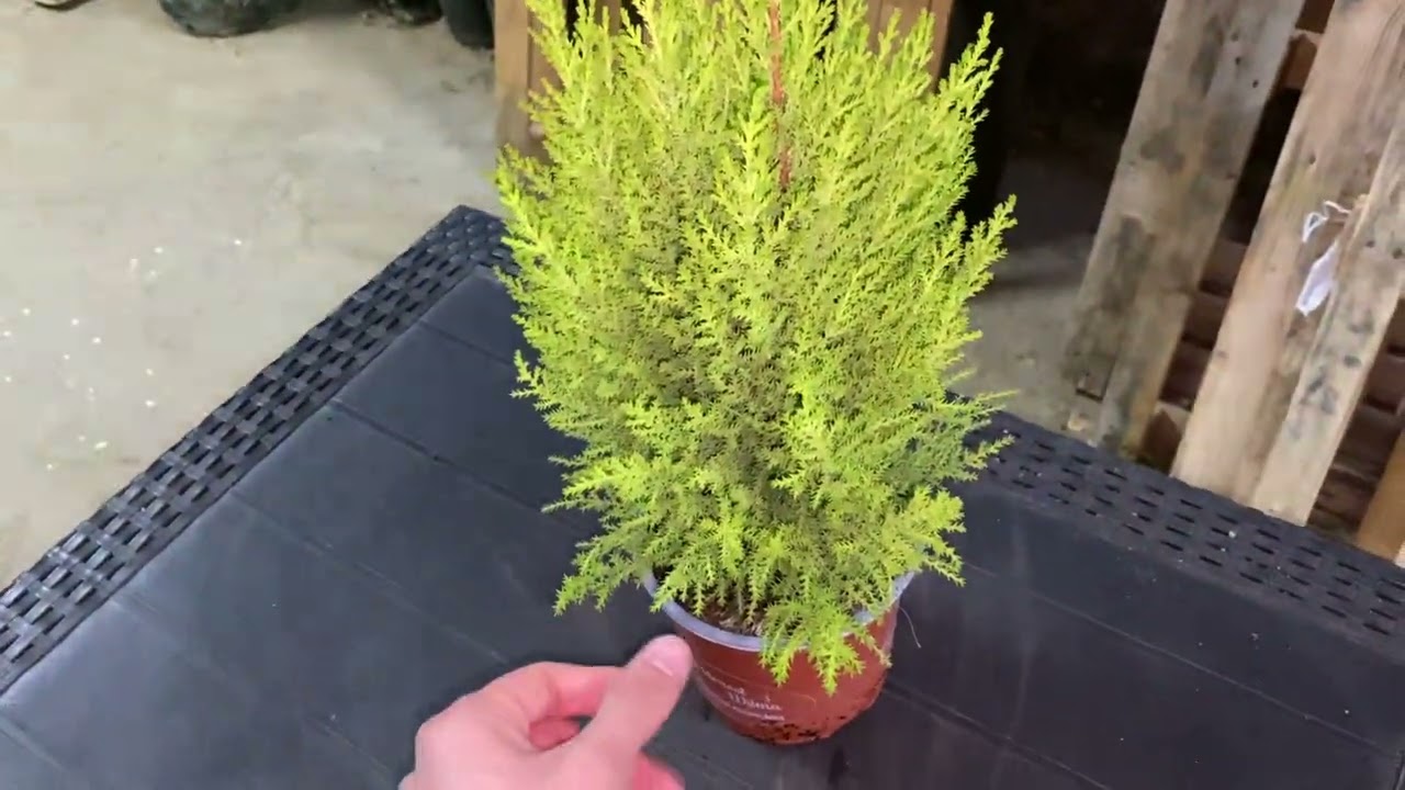 Come annaffiare IL CIPRESSO in vaso ed in piena terra!