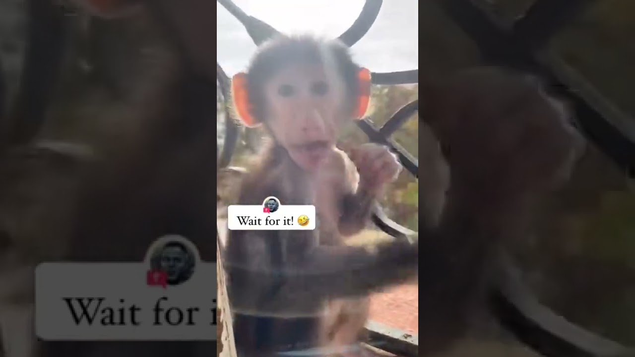 prank on monkey 🤣😂🐒 #petsorange #petpets #shorts #monkey #prank