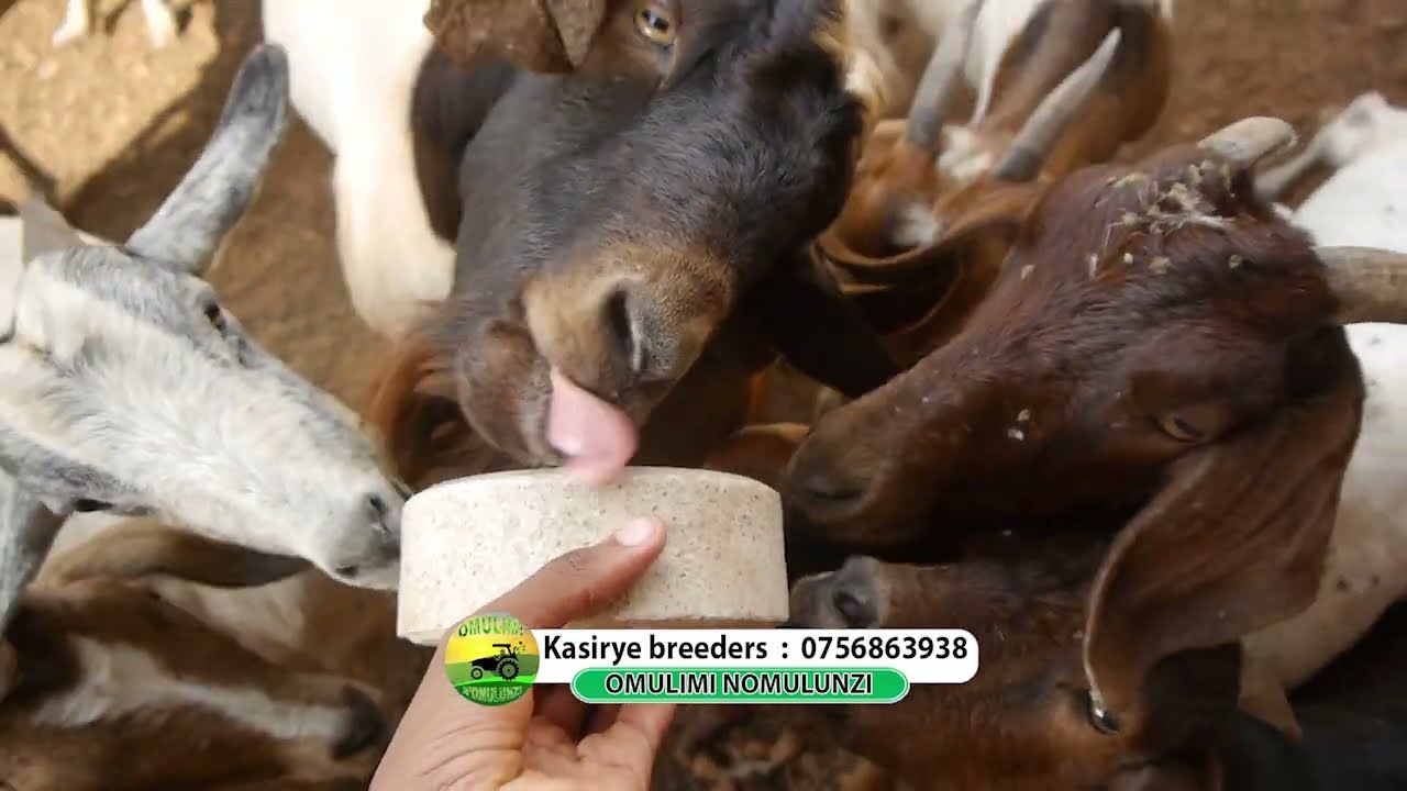 yiga bwebalunda embuzi