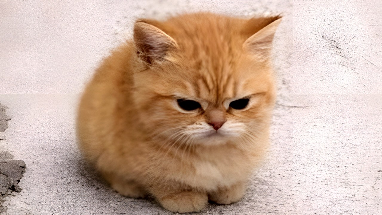 Pure Cat Chaos