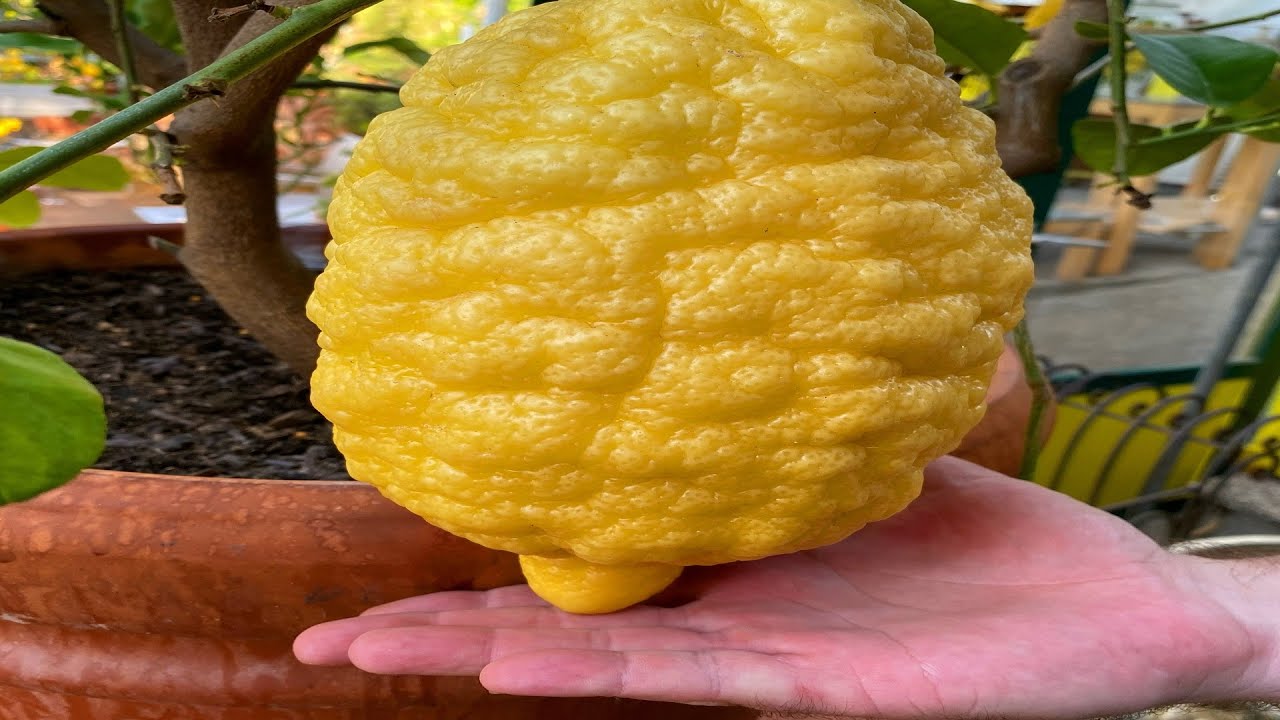 Det vidste du ikke om citroner - Zitrusgarten ved Faaker See i K&auml;rnten er hel utrolig