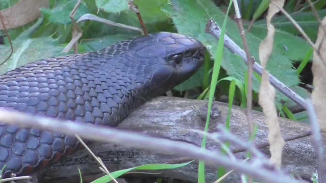 Primera serpiente australiana - Cobram - AUSTRALIA