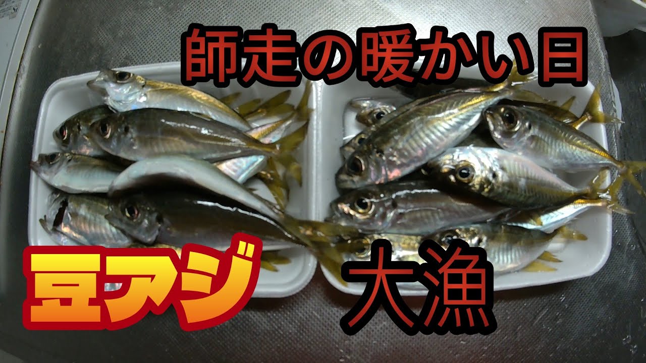 【豆アジング】師走の暖かい日　豆アジ大漁