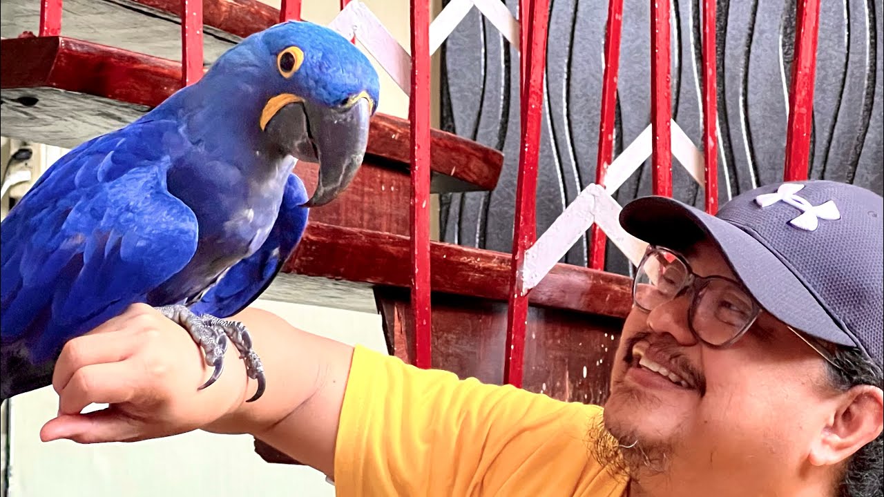 Earn More Money Doing What You Love. Parrot Breeding at Exotic Animals as Pets