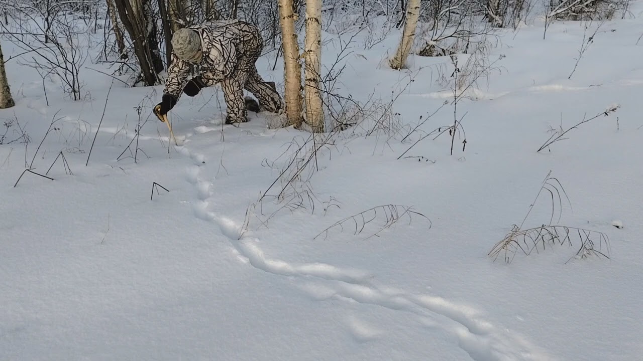 jalkanarun asentaminen puun suojasta, ketun polulle.