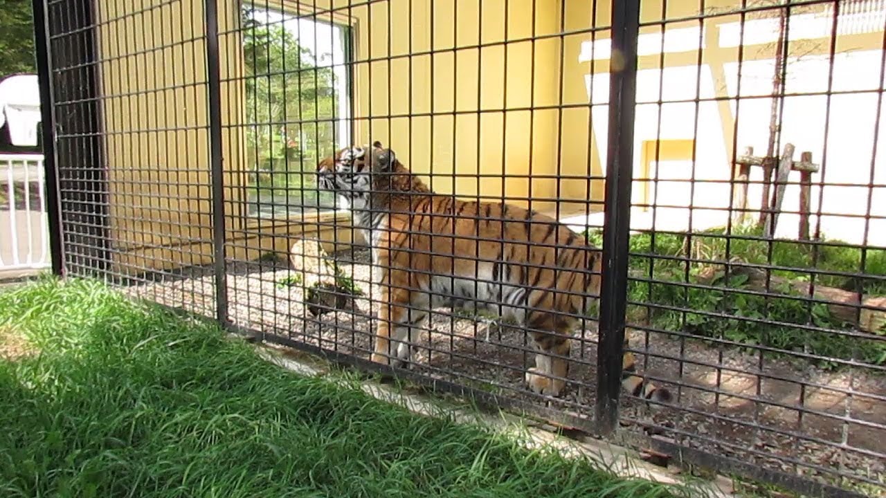 Amur Tigers at Kushiro Zoo in Hokkaido 釧路動物園のアムールトラ