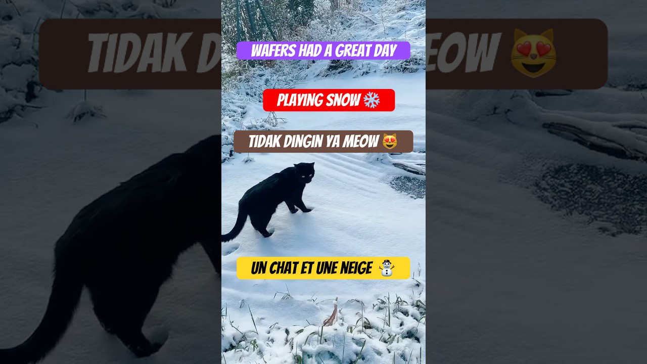 Kucing main Salju ❄️ un chat jouant dans la neige ⛄️ 