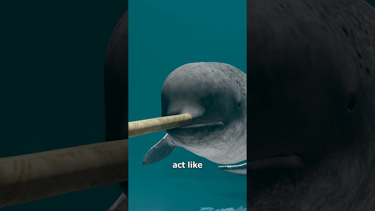 Что такое рог нарвала? 🤔