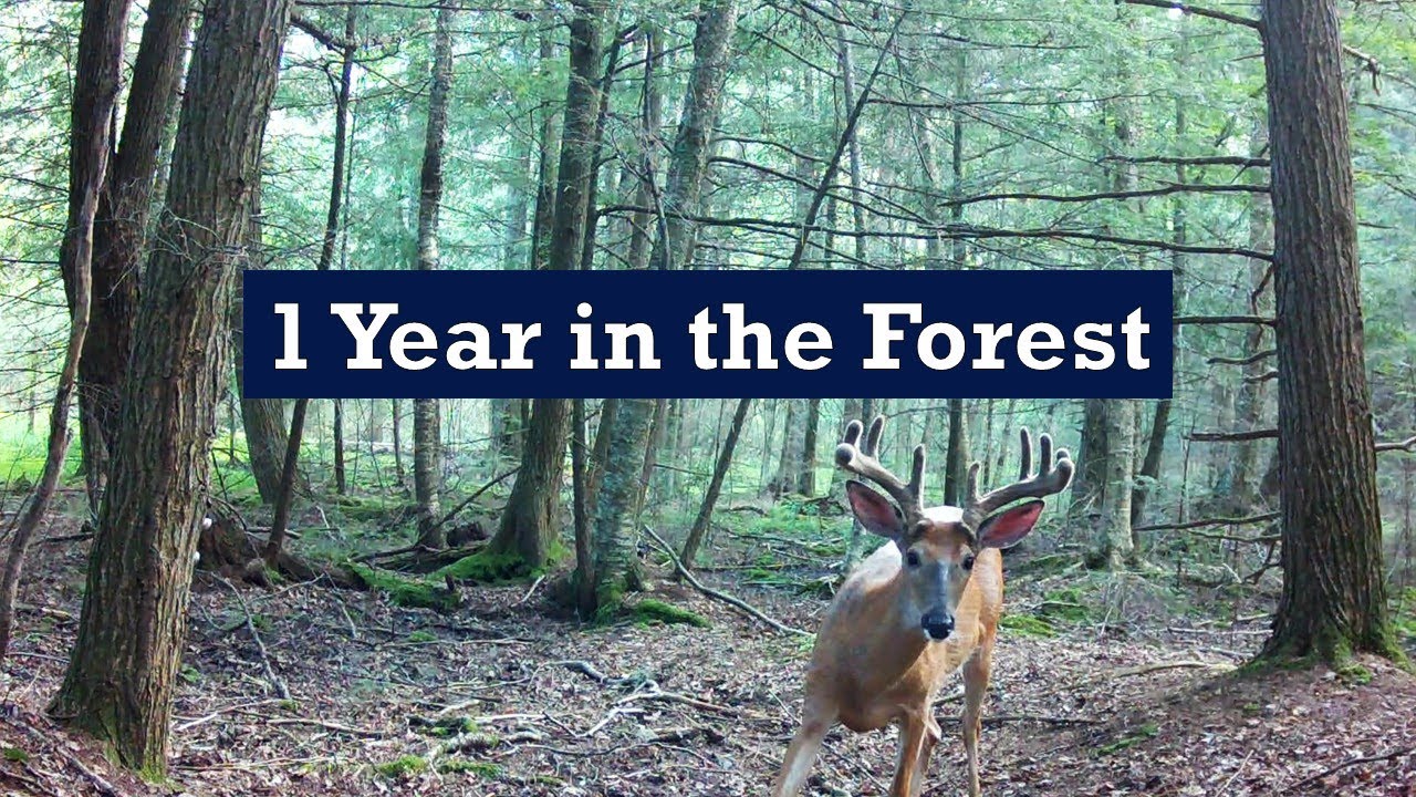 Trail Cam: 1 Year in a Secluded Forest