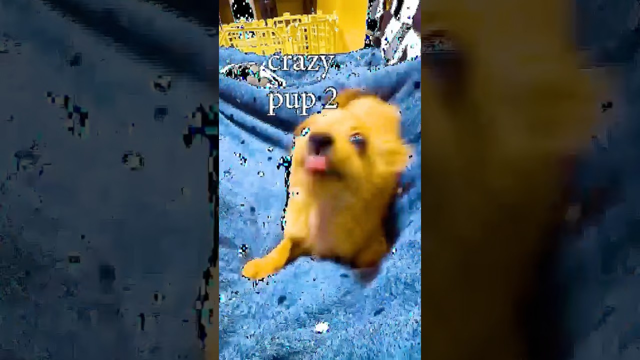 Crazy pup 2