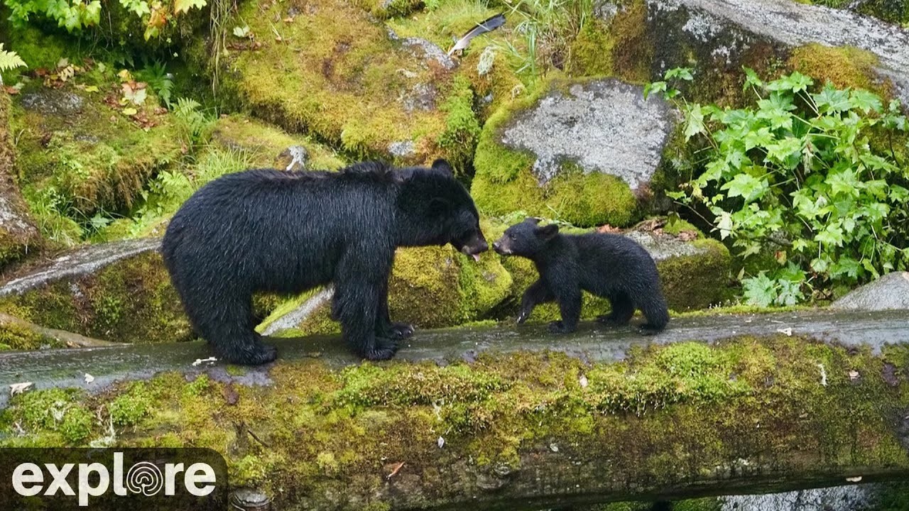 LIVE Anan Bear Cam: Lower Falls & Caves &ndash; Alaska | explore.org