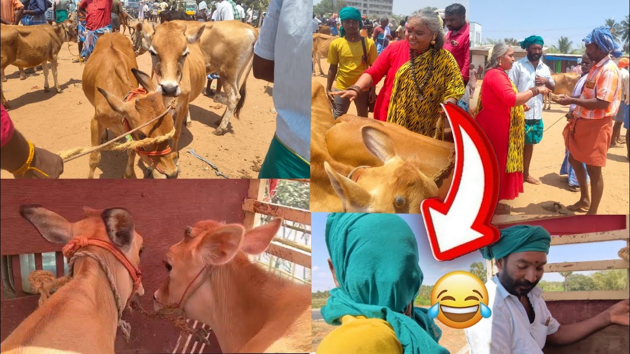 🐂மாடு பிடிக்க போன பயணம்… கடைசில ஒரு வழி ஆயிட்டோம்!😀