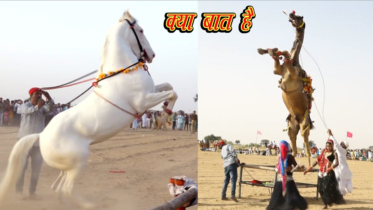 ऊंट और सफेद घोड़े का डांस कॉम्पिटिशन // Camel Dance & Horse Dance // KDH