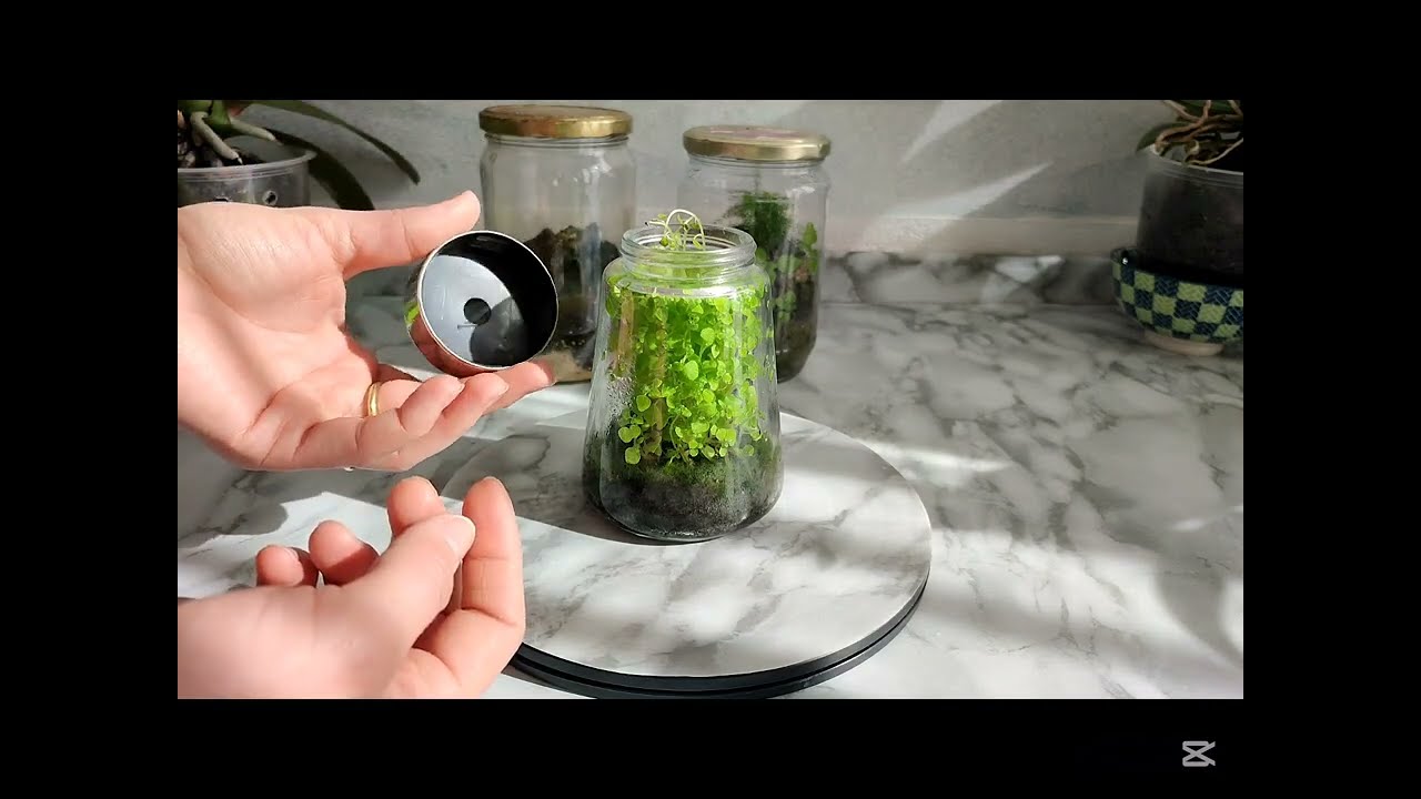 Terrarium🌱/2025-tutorial #terrarium #terrario