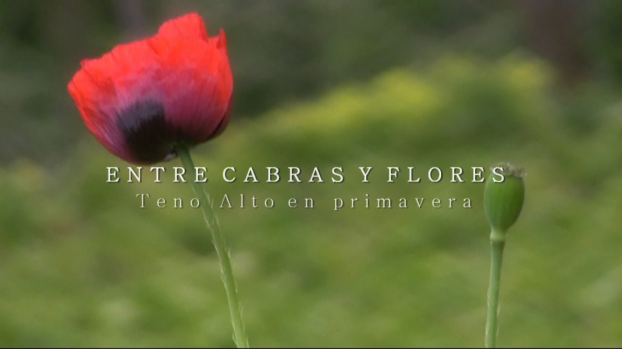 Teno Alto en primavera.