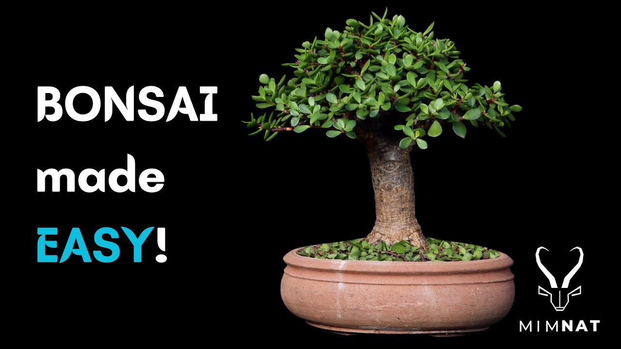 Learn Bonsai in 8 minutes - Spekboom/Dwarf Jade