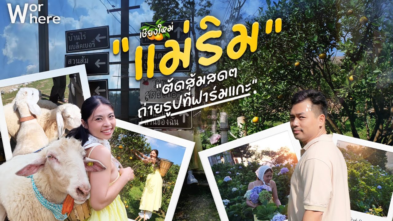 เที่ยวเชียงใหม่ อ.แม่ริม ปล่อยใจไปกับทุ่งไฮเดรนเยีย เก็บส้มกินสดๆ จากสวน| WorWhere(วอแวร์)