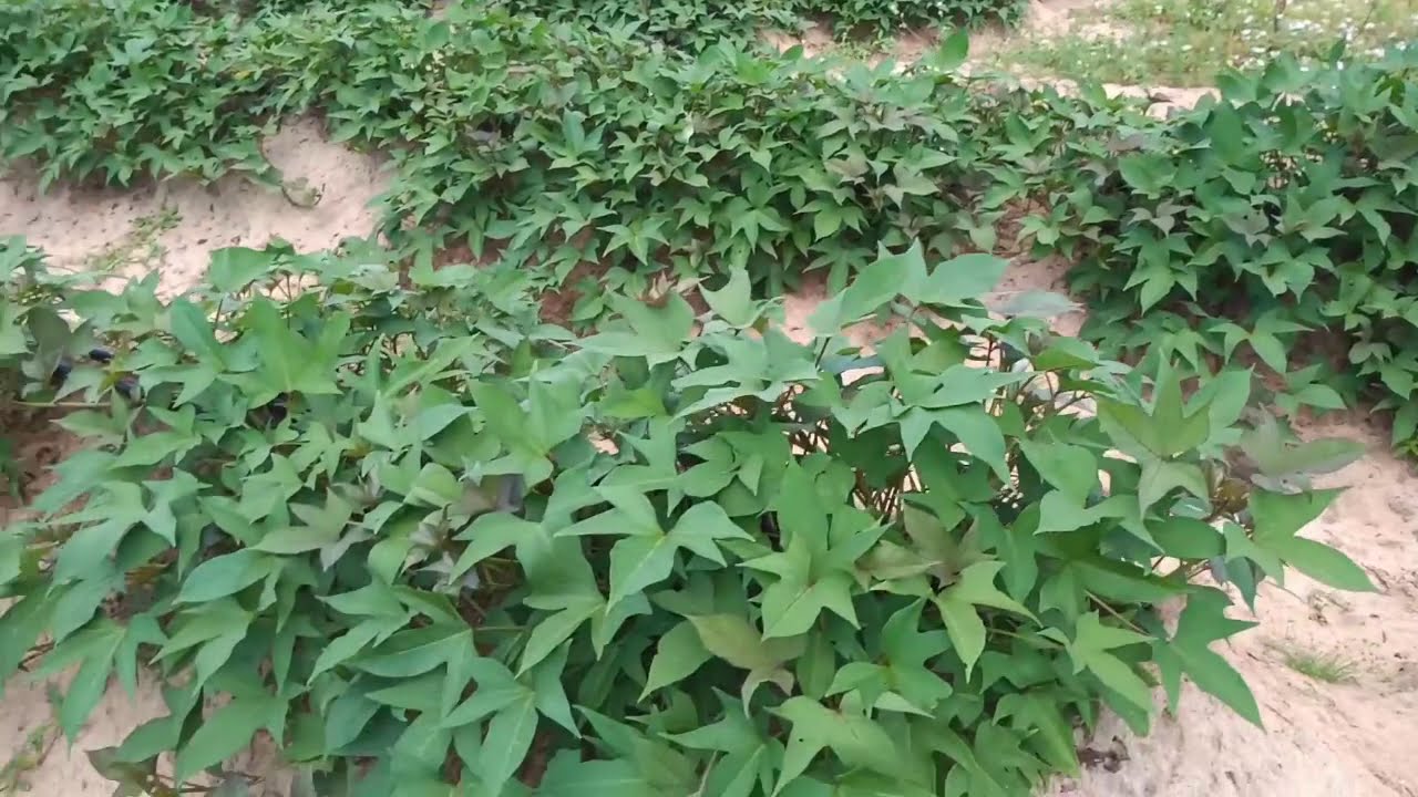 Plantio de Batata doce no Rio Grande do Norte