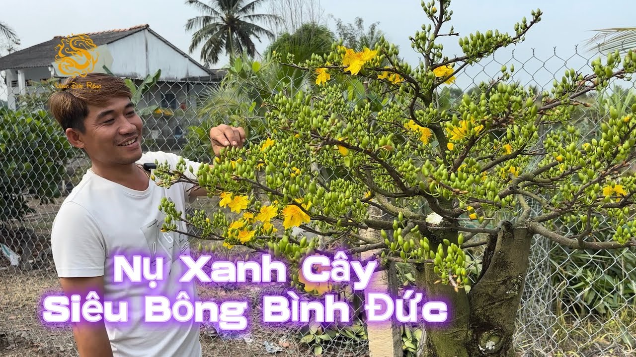 🐉💥26 Tết_Nút Nụ Siêu Bông Bình Đức ghép Tứ Quý  Vườn Mai Trọng|Vùng Đất Rồng 