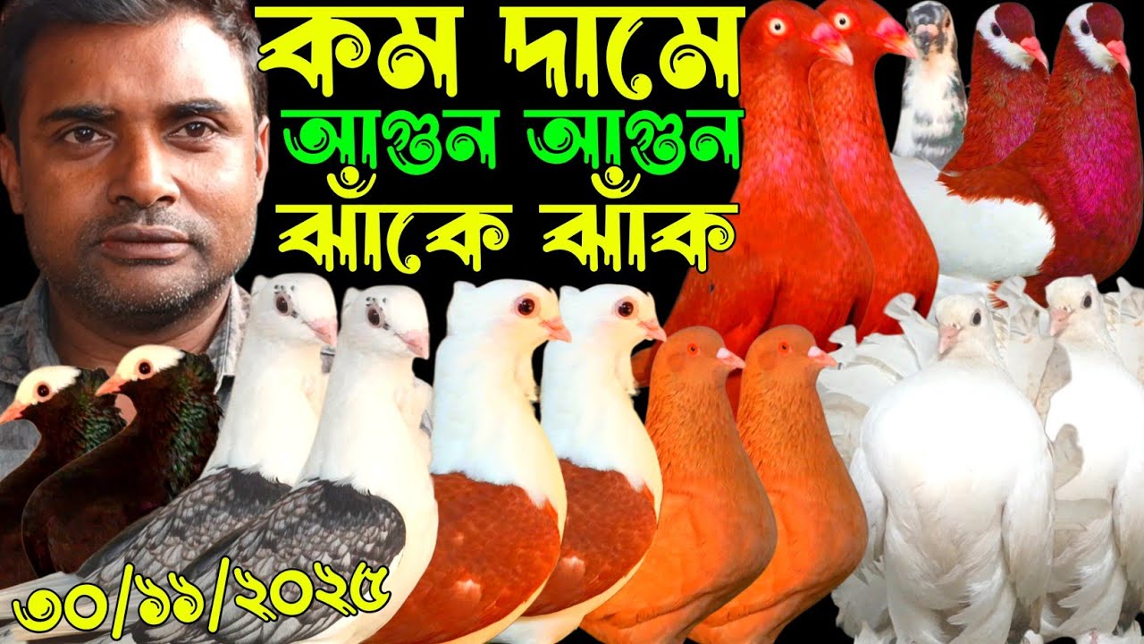 কম দামে আগুন পানির দামে ঝাঁকে ঝাঁক ইতিহাসের সেরা অফার আকর্ষণীয় কবুতর সীমিত দামে কবুতর বিক্রি হবে