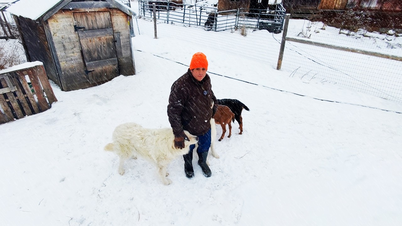 Winter on the Homestead | Feeding Animals Through the Snow