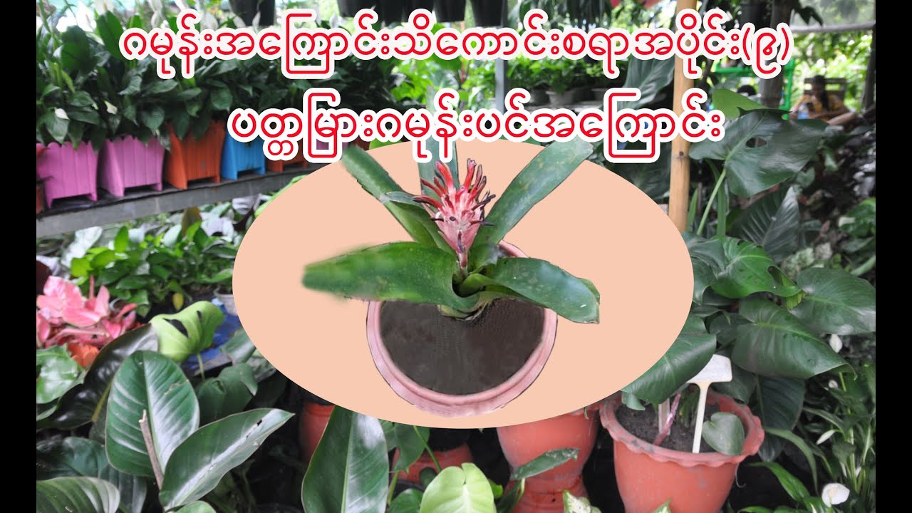ဂမုန်းအကြောင်းသိကောင်းစရာအပိုင်း(၉) ပတ္တမြားဂမုန်းပင်အကြောင်း