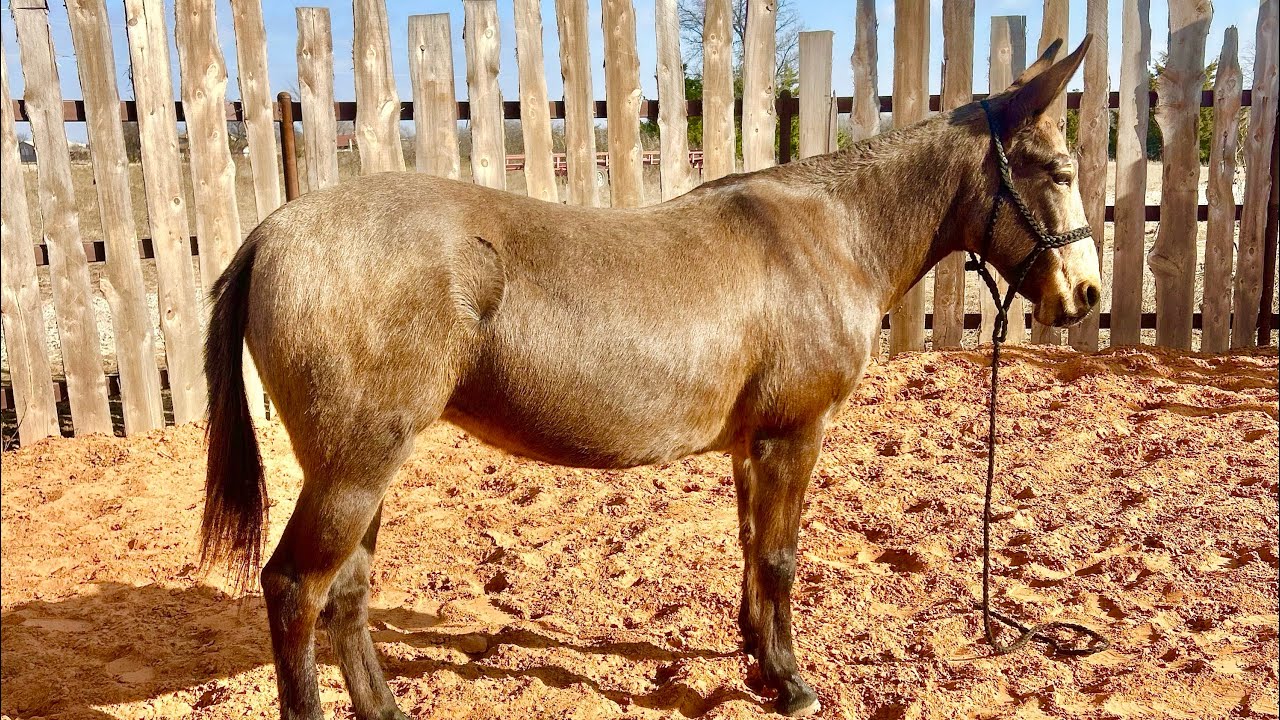 Ruby the Mule ￼