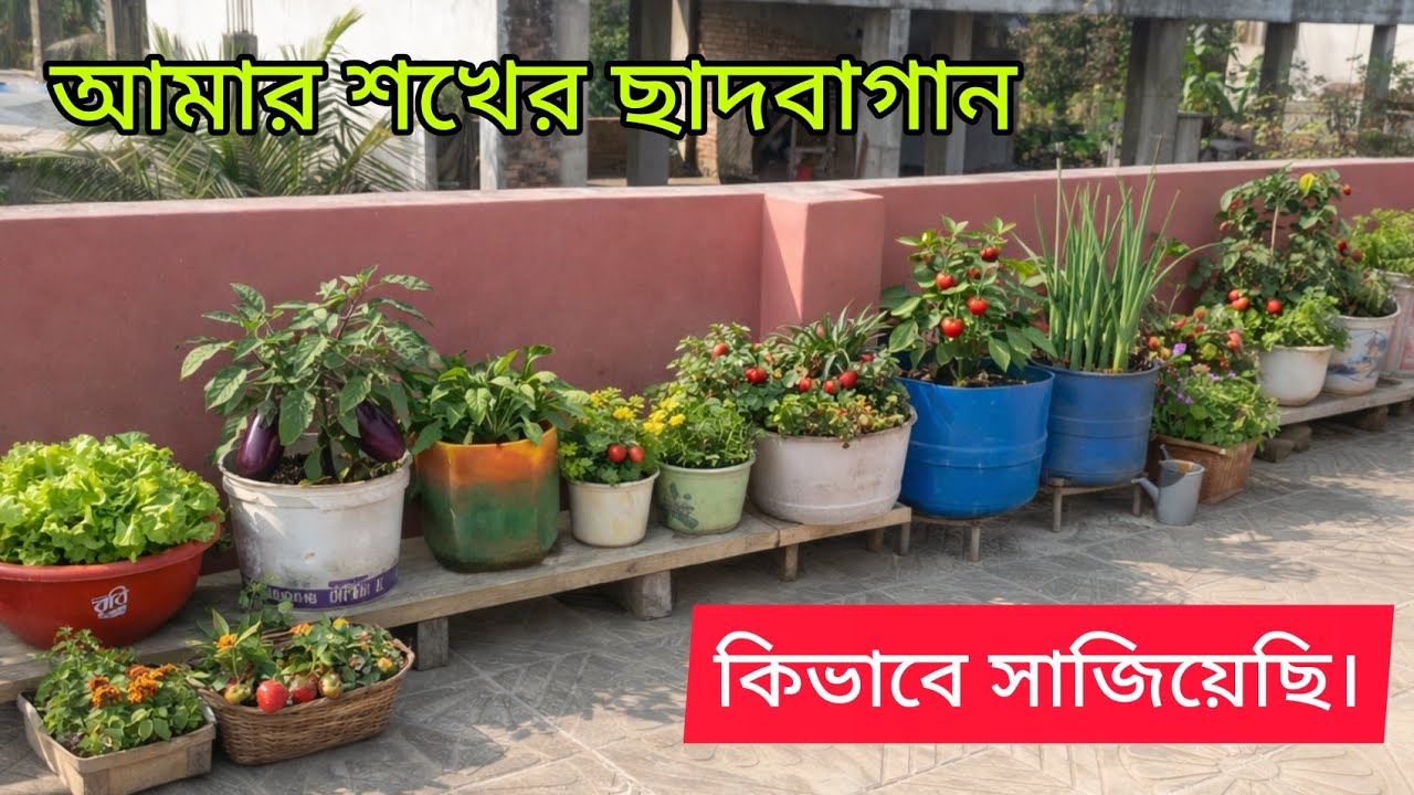 ছাদবাগান পরিস্কার করার পর এবং আগে কি ছিল সেটা শেয়ার করলাম। 